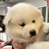 nanookthefloof2