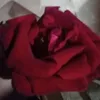 salma._.elmhedi