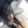 oliveqtqzrj
