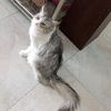 khaleedoman4