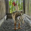 kandangdemitfarm