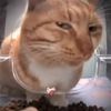 gato102ks3