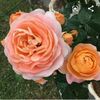 user5114260612805