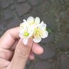 whiteflower058