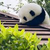 熊猫仿真玩偶