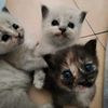 ritarface_funny
