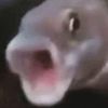 pigbenisl1cker