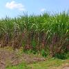 agrigani