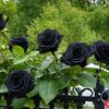 black.rose1753