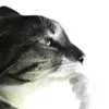 cacchaba69