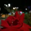 abuamjad943