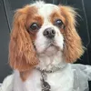 barlsc
