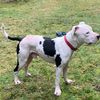 ottiepie_0709