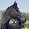 ali19545r0q