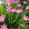 nguyencamtu1132