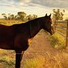 tabithashearer02