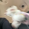 _whosmonkey_