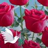 user6177261019618