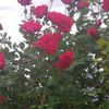 vanesa.quispe66