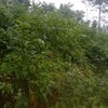 nopal_1220