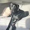 ruperttheblacklabbear