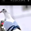 user186190589