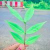 lxtanimgaming