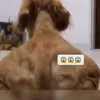memes_chin