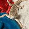 the_bearded_dragon_dude