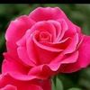 ryml1953d3g