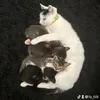 fa_tii8