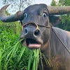 bui.minh.chien200