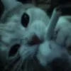 definitelynotlinka