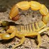 scorpionman42