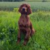 cooper_the_irish_setter