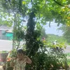 thuy1914