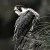 fafawetfafawet
