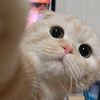 miko_pfr