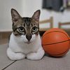 catboszz
