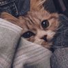 Dina_alhomsi
