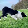 Touchango Border Collies