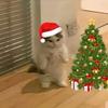 _christmes_cat