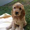 coker_spaniel6