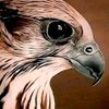 sanad876.com