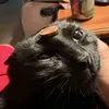 nut_animation456