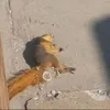 .caiconcu