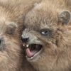 yawningdawnz