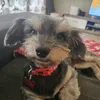 millie_the_rescue_pup