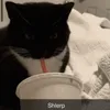 cjatboi