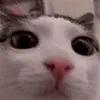 _ehgsg